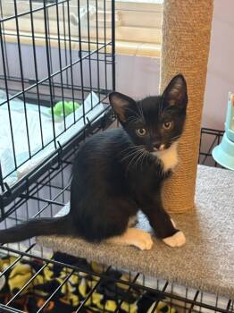 Enzo -  Domestic Short Hair Cat Available for Adoption in Treasure Island, Florida - Enzo | PetCurious