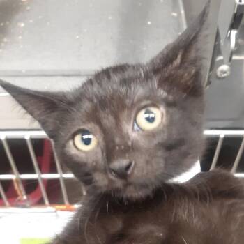 Josie -  Domestic Short Hair Cat for Adoption in Spokane, Washington - Josie | PetCurious