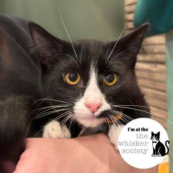 Toast -  Domestic Short Hair Cat for Adoption in West Allis, Wisconsin - Toast | PetCurious