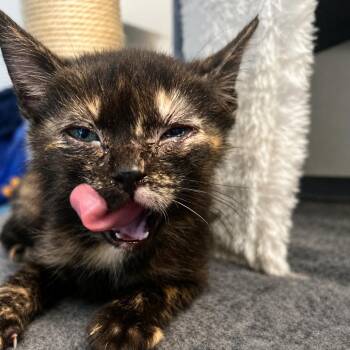 Toast -  Domestic Medium Hair Cat for Adoption in Tustin, California - Toast | PetCurious