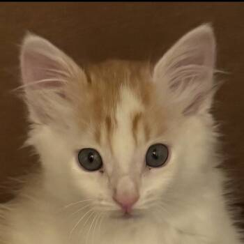 Rescue Domestic Long Hair Cats for Adoption in Austin, Texas - Turbo LS | PetCurious