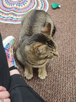 Domestic Short Hair Cats Available for Adoption in Dayton, Ohio - Rigatoni | PetCurious