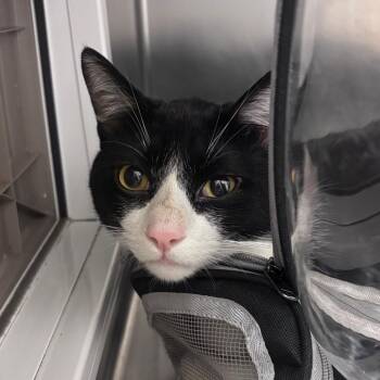 Smokey -  Domestic Medium Hair Cat for Adoption in Goleta, California - Smokey | PetCurious