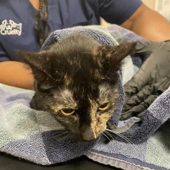 Shuri -  Domestic Short Hair Cat for Adoption in Chicago, Illinois - Shuri | PetCurious