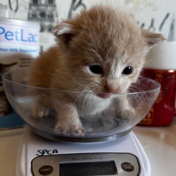 Rhyme -  Domestic Short Hair Cat for Adoption in Clavet, Saskatchewan - Rhyme | PetCurious