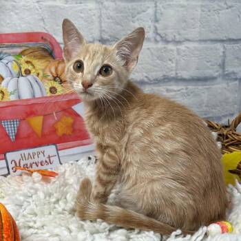 Sparky -  Domestic Short Hair Cat for Adoption in Harrisonburg, Virginia - Sparky | PetCurious