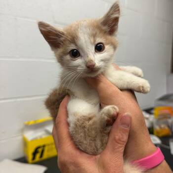 Buckle -  Domestic Medium Hair Cat for Adoption in Evensville, Tennessee - Buckle | PetCurious