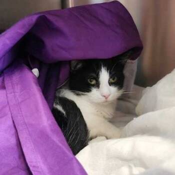 Rescue Domestic Short Hair Cats for Adoption in Davenport, Iowa - WhimsiGoth | PetCurious