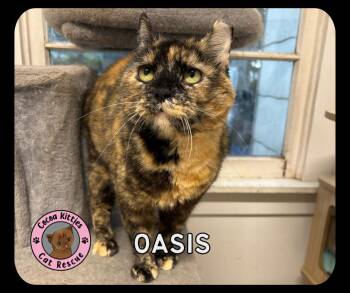 Oasis -  Domestic Short Hair Cat for Adoption in Hershey, Pennsylvania - Oasis | PetCurious