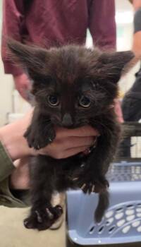 Canon -  Domestic Short Hair Cat for Adoption in Twentynine Palms, California - Canon | PetCurious