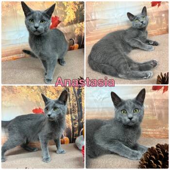 Rescue Domestic Short Hair Cats for Adoption in Pierceton, Indiana - Anastasia - Barn Cat | PetCurious