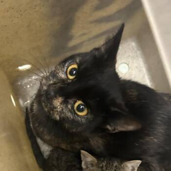 Trombone -  Domestic Short Hair Cat for Adoption in Philadelphia, Pennsylvania - Trombone | PetCurious