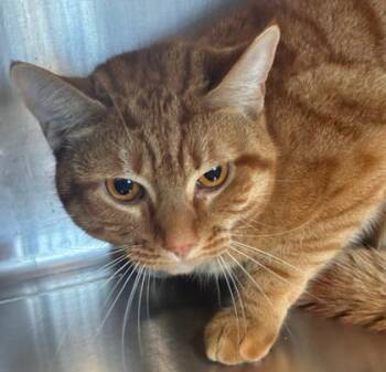 Domestic Short Hair Cats Available for Adoption - Biscoff | PetCurious