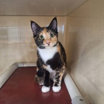 Rescue Domestic Short Hair Cats for Adoption in Gautier, Mississippi - Minx | PetCurious