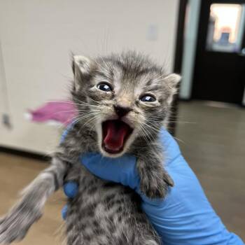 SVAS-Stray-39013 -  Domestic Short Hair Cat for Adoption in Lyndhurst, Virginia - SVAS-Stray-39013 | PetCurious
