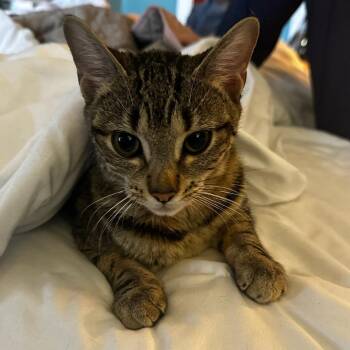 Domestic Short Hair Cats Available for Adoption - Winx | PetCurious