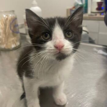 Calypso C11297 -  Domestic Short Hair Cat for Adoption - Calypso C11297 | PetCurious