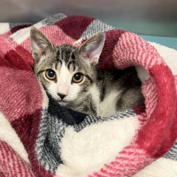 James -  Domestic Short Hair Cat for Adoption in Wantagh, New York - James | PetCurious