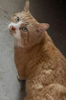 Domestic Medium Hair Cats Available for Adoption in Anchorage, Alaska - Leo | PetCurious