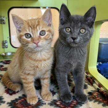 Domestic Short Hair Cats Available for Adoption in Pontiac, Michigan - Pip And Squeak | PetCurious