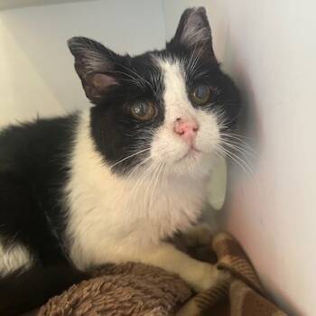 Rescue Domestic Short Hair Cats for Adoption in Salt Lake City, Utah - Ida | PetCurious