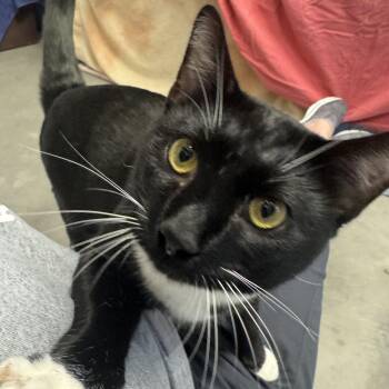 Ernie -  Domestic Short Hair Cat for Adoption in Pittsburgh, Pennsylvania - Ernie | PetCurious