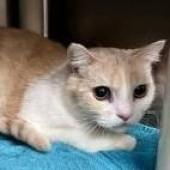 Domestic Short Hair and Persian Cats Available for Adoption in St. Augustine, Florida - Porche | PetCurious
