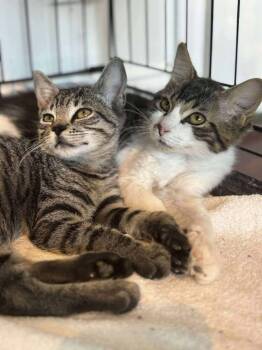 Rescue Domestic Short Hair Cats for Adoption in Statesboro, Georgia - Turbo | PetCurious