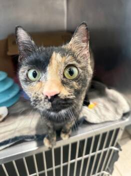 Domestic Short Hair Cats Available for Adoption in Fort Collins, Colorado - Squeaks | PetCurious