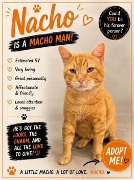 Nacho -  Domestic Short Hair Cat for Adoption in Salamanca, New York - Nacho | PetCurious