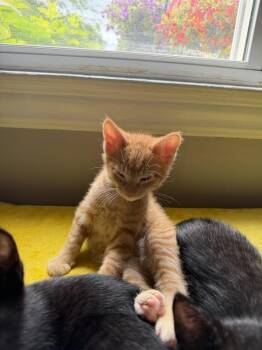 Josh Jr. -  Domestic Short Hair Cat for Adoption in Ferndale, Michigan - Josh Jr. | PetCurious