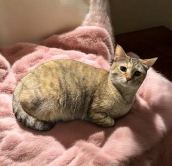 Rescue Domestic Short Hair Cats for Adoption in North Richland Hills, Texas - Cheyenne | PetCurious