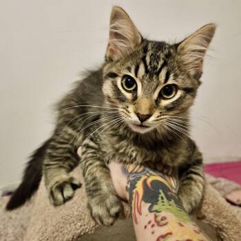 Rescue Domestic Medium Hair Cats for Adoption in Richmond, Virginia - Gumball | PetCurious
