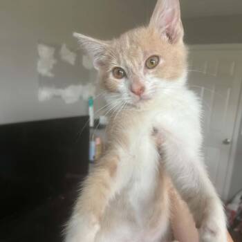 Creamsicle -  Domestic Short Hair Cat for Adoption in NEW PT RICHEY, Florida - Creamsicle | PetCurious