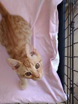 Ginger -  Domestic Short Hair Cat for Adoption in North Richland Hills, Texas - Ginger | PetCurious