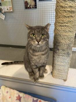 Dustin -  Domestic Short Hair Cat Available for Adoption in Lincoln, Nebraska - Dustin | PetCurious