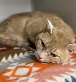 Quill -  Domestic Short Hair Cat for Adoption in Pottsville, Pennsylvania - Quill | PetCurious