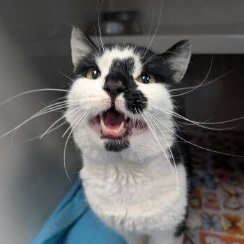 Domestic Short Hair Cats Available for Adoption in Watertown, New York - Olaf | PetCurious