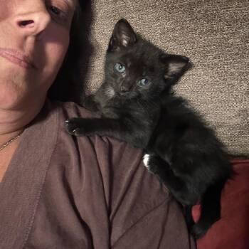 Bearbug -  Domestic Short Hair Cat for Adoption in New York, New York - Bearbug | PetCurious