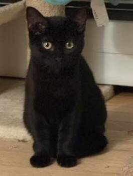 Jack -  Domestic Short Hair Cat for Adoption in Lemoyne, Pennsylvania - Jack | PetCurious