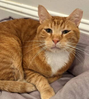 Rescue Tabby and Tiger Cats for Adoption in Palo Alto, California - Rusty | PetCurious