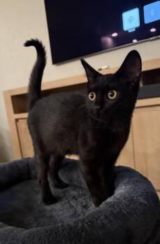 Rescue Domestic Short Hair Cats for Adoption in Lincoln, California - Ribbon | PetCurious