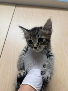 LOUIE -  Domestic Short Hair Cat for Adoption in Riverside, California - LOUIE | PetCurious