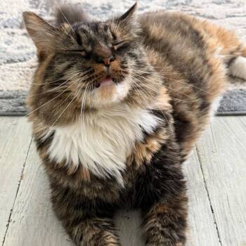 Twixie -  Domestic Short Hair Cat for Adoption in Dubois, Pennsylvania - Twixie | PetCurious