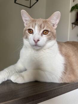 Ike -  Domestic Short Hair Cat for Adoption in Dickinson, North Dakota - Ike | PetCurious