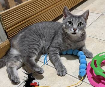 Opal -  Domestic Short Hair Cat for Adoption in East Hanover, New Jersey - Opal | PetCurious