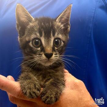 Leon -  Domestic Short Hair Cat for Adoption in Washington, District Of Columbia - Leon | PetCurious