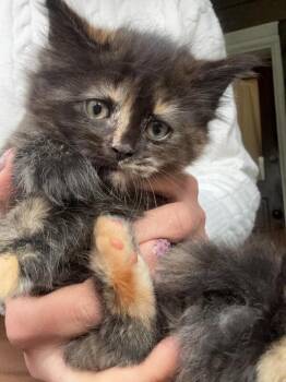 Olive -  Domestic Long Hair Cat for Adoption - Olive | PetCurious