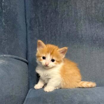Clementine -  Domestic Short Hair Cat for Adoption in Calgary, Alberta - Clementine | PetCurious