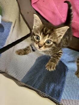 John (The Mamas and the Papas Litter) -  Domestic Medium Hair and Tabby Cat for Adoption in Baltimore, Maryland - John (The Mamas And The Papas Litter) | PetCurious